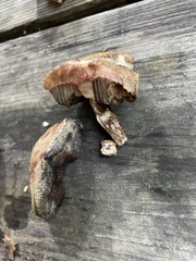 Porphyrellus sordidus