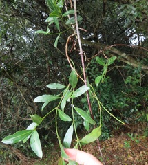 Secamone gerrardii