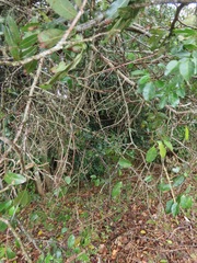 Secamone gerrardii