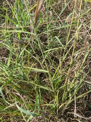 Cleistogenes serotina