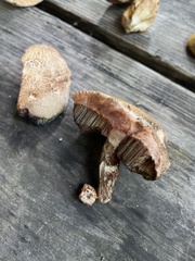 Porphyrellus sordidus