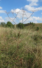 Heracleum sphondylium sibiricum