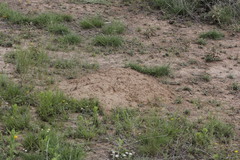 Goldman's Pocket Gopher photo 2
