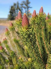 Leucadendron teretifolium