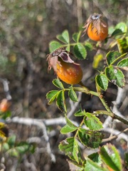 Rosa turcica