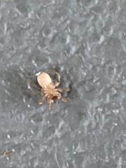 Agelenidae