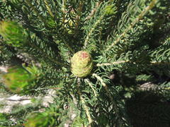 Leucadendron teretifolium