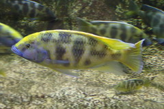 Nimbochromis venustus