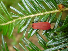 Dictyoptera