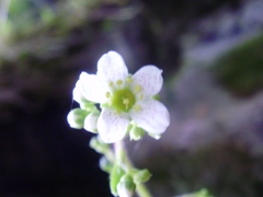 Saxifraga paniculata
