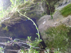 Saxifraga paniculata
