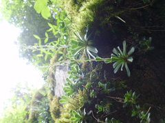 Saxifraga paniculata