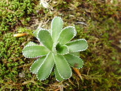 Saxifraga paniculata