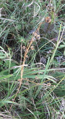 Anthericum ramosum