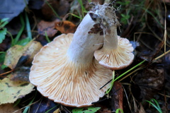 Lactarius flexuosus