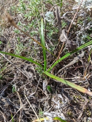 Carex panicea