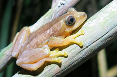 Afrixalus fornasini