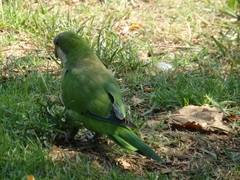 Myiopsitta monachus