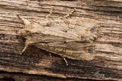 Lithophane disposita