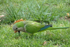 Myiopsitta monachus