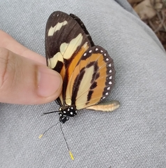 Lycorea halia discreta