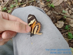 Lycorea halia discreta