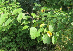 Malus praecox