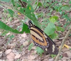 Lycorea halia discreta