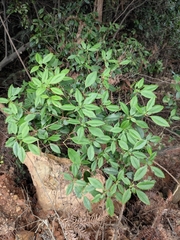 Rhododendron ovatum