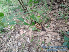 Lycorea halia discreta