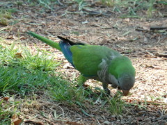 Myiopsitta monachus