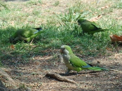 Myiopsitta monachus