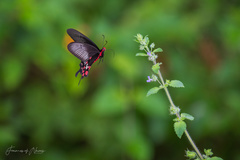 Pachliopta aristolochiae