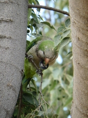 Myiopsitta monachus