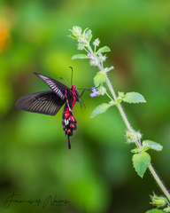 Pachliopta aristolochiae