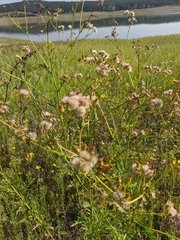 Jacobaea grandidentata