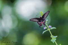 Pachliopta aristolochiae