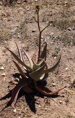 Aloe striata