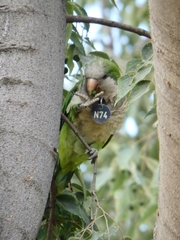 Myiopsitta monachus