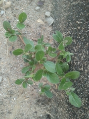 Angiospermae
