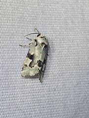 Emarginea percara