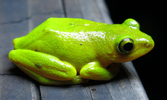 Hyperolius tuberilinguis