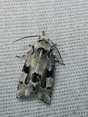 Emarginea percara