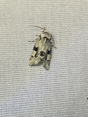 Emarginea percara