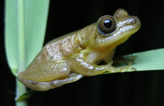 Afrixalus fornasini