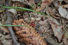 Pyrrhocoris apterus