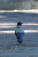 Corvus cornix