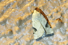 Micrathetis costiplaga