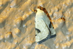 Micrathetis costiplaga
