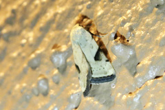 Micrathetis costiplaga